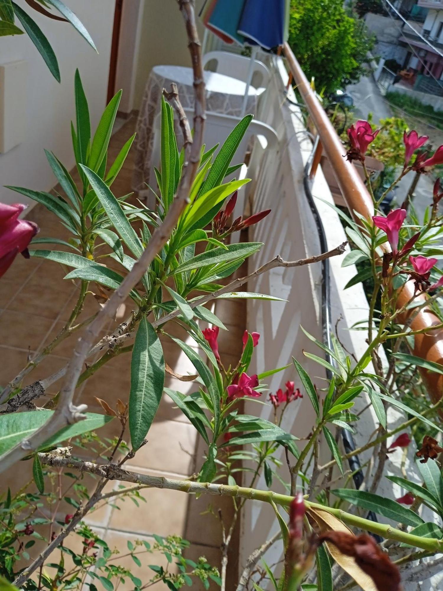 Ilona Apartments Chania คาโตดารัตโซ ห้อง รูปภาพ